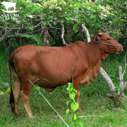 BÒ GIỐNG BA TRI