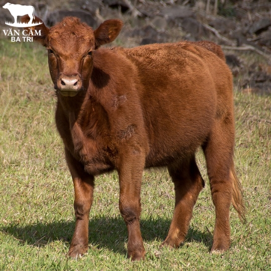 BÒ BÊ BRAHMAN