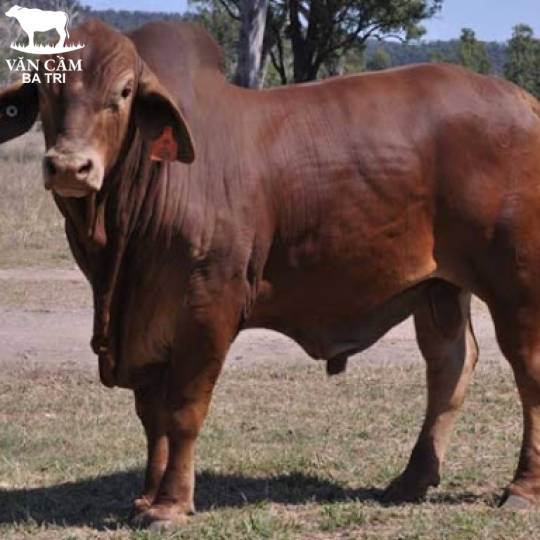 BÒ THỊT BRAHMAN